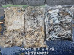 오늘의조황 - 9/10 홍원항 타이탄호 쭈꾸미 조황 - 홍원낚시프라자,배,선상낚시 전문 사진