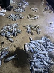 가조도권 돌문어 “”키로 오바 막 잡아“”올립니다~!! 토,일 예약가능 사진