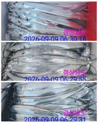 21분전 [서천,보령] 9월10일 ***쭈꾸미&갑오징어*** 홍원항 ^^위풍당당^^ (뉴~승리호) 빵~빵~한망태기 조황입니다!!