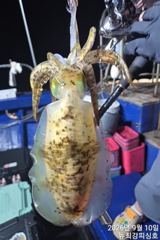 [통영] 무시들외 마릿수 손맛~!!! 오늘 널널합니다!!!