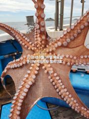 쭈.갑 먹물조황+ - 10일, 주간문어 가을시즌 싸이즈 좋아요~날시만 좋으면 마릿수조황 기대~14분출조~부쩍 커진 문어 굿~실시간~내일도 출조합니다~군산 챔피언호 사진