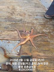 [통영] 통영 금정호 아침부터 문어가 쫙쫙 붙습니다 내일,일요일 자리있어… 사진