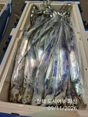 (南)남해조황 - 11일새벽 갈치 대박으로 계속 갑니다 엄청 올라와요~!!오늘 예약가능 사진