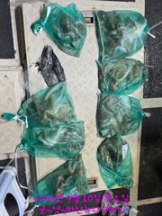 [마산] 무늬오징어>>마산뉴다경호 무늬 오늘18시정상 출항 합니다. 사진