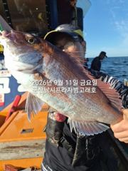 10일, 날마다 초대박 "대광어"열전~참돔,우럭등~싸이즈 대박 … 사진