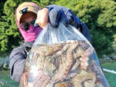 (南)남해조황 - [ 여수만진스타호 ] 새벽문어 장원20수외 조황 !! 사리때여도 마릿수 굿~~ 일요일 자리여유 사진
