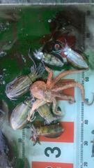 해양레저 무늬오징어 조황 사진