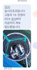 [마산] 마산 원전 선상낚시터 주간 실시간 조황 사진