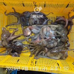 문어 장원 18마리!