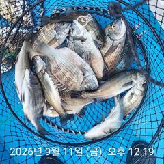 [사천] 삼천포 내만권 감성돔
