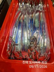 11일새벽 내만갈치 대박으로 계속갑니다!!엄청 올라와요!!일.월.화~예약중