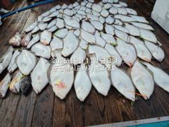 11일, 출조하면 초대대박 "대광어"열전~참돔,우럭등~싸이즈 대… 사진