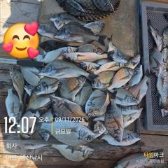 [고성] 병산 9/11 감성돔36외 마리수 선상배 &선외기흘림조황~~