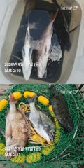 [거제] 거제 ( 어구 일성호 ) 감성돔 참돔 손맛 ! 전마… 사진