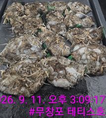 조황정보 - 9/11 쭈꾸미 조황 - 무창포선상낚시