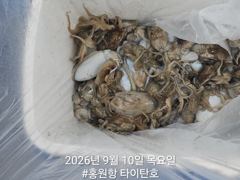 오늘의조황 - [홍원항타이탄호] 9월10일(목) 사릿물? 그게 뭐예요.깝쭈 다녀왔습니다. - 홍원항 블랙펄호,배낚시,바다낚시,광어 다운샷, 참돔 타이라바, 백조기, 주꾸미, 갑오징어, 우럭 사진
