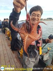 (東)동해조황 - 9/11)오후 대삼치 버글버글50수 조과/야간팁런(토오후7시출항)