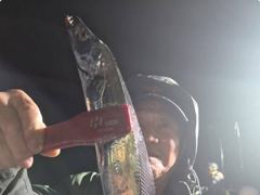 내만갈치~3지갈치!퍽퍽퍽!우당탕탕올리고(월,화,수쭉~예약가능) 사진