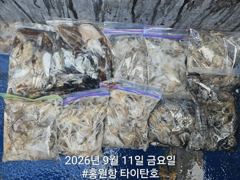 [홍원항타이탄호] 9월11일(금) 사릿물때 우려와 달리 갑쭈 잘잡고 왔습니다.