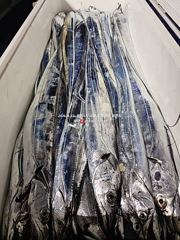 출조안내 - [통영대교피싱]갈치시작 월화요일 자리여유 사진