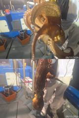 야간돌문어퍽~퍽마릿수손맛짱!!!
