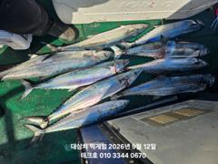 (東)동해조황 - 9/12(토)아침 대삼치 벌써 쿨러조과//야간팁런 오후7시출항 사진