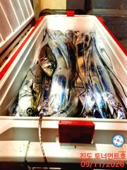 진도토너먼트호] 씨알좋은 왕갈치 씨알,마릿수 골고루 9월12일입항조황~자리여유 있습니다~~