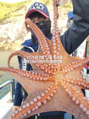 12일, 군산주간~부쩍커진 문어들~싸이즈 굿~실시간~내일도 출조합니다~군산 챔피언호 사진