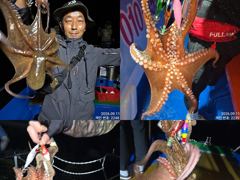[진해] 11일 조항. 오늘도 터질듯이 올라와 잡고온 야간~돌문어 잡으러… 사진