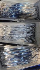 [진해] "준내만갈치&내만갈치"밤새피딩!!루어1타1피~던지면 입질퍽퍽~!… 사진