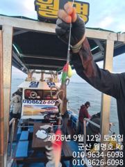 12일, 군산쭈꾸미~~실시간~점점 좋아지는 쭈구미~오전/오후반 운영~내일도 갑니다~군산낚시프라자 월명호 사진