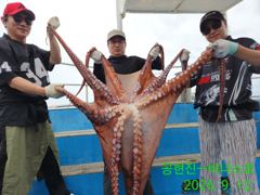21인승 비너스호 대왕문어 23키로 대박 사진