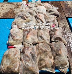 12일, 주간문어 170여수,평균 5~600g, 최고 1,6kg, 굿굿 망탱이 조황~내일도 출조합니다~군산 챔피언호