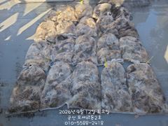 12일 쭈꾸미 망탱이 조황~~~~~ 사진