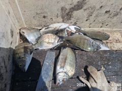 [거제] 가조도 청곡연합레저 선외기 땐마조황