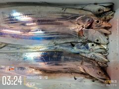 [진해] 갈치 텐빈 넣으면 대치입질! 내일 예약가능! 사진