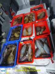 [포항] 웨이브호무늬팁런 사진