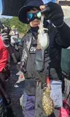 9월12일갑오징어낚시위주!갑오징어쌍걸이로연속히트조황요~사릿물에도잘~나와유~(14일월요일여유자리있네여~) 사진
