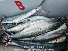 [경주] 12/토, 오후타임ㅡ오후도 많은 대삼치들의 격돌!