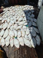 [군산] 9월12일 군산 범고래호 광어 날이면 날마다 잘나와줍니다! 기세… 사진