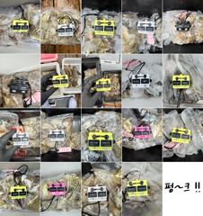 9월12일 쭈꾸미(장원 162쭈,12갑) 사진
