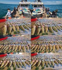 ♥붉바리들..이정도는 잡아봐야지요 대박 붉바리조황입니다[2026년09월12일 ] ◎ 해마루호가 뜨는이유? 조황때문이죠 ◎ 핵심포인트: 바로진입.. 바로히트.. ◎ 차원이 다른 조황으로 모십니다 ▣ 요즘 붉바리낚시가 대세입니다 사진