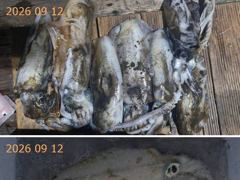 2시간전 [제주] 9월 12일 제주포세이돈호 갈치조황 입니다 사진