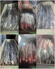 쿨러조황 사진