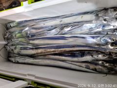 9월12일입항 대갈치 조황소식입니다 사진