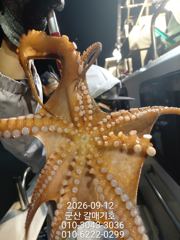 9월12일 토요일 갈매기호 실시간!!! 사진