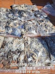 9월12일 쭈꾸미 사진