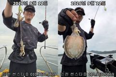 26년 9월 12일!! 인천 썬스타호!! 쭈꾸미 대첩 12일차 조황입니다~^.^ 사진