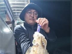 1   [통영] 무늬오징어 마리수조황~ 1 사진