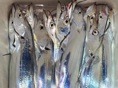 [통영] 먼바다 왕갈치 3지4지 조황입니다